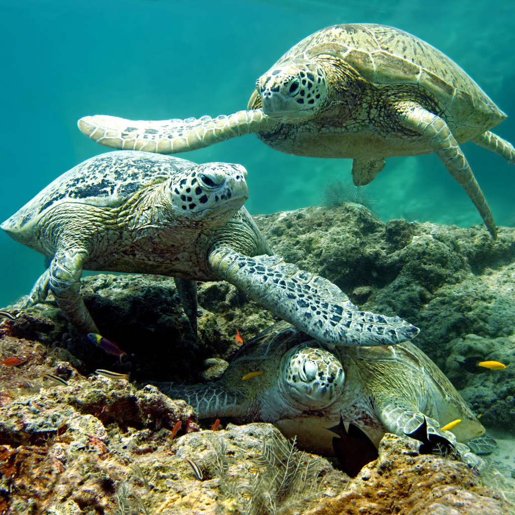 Обои Underwater Sea Turtle HD 1024x1024
