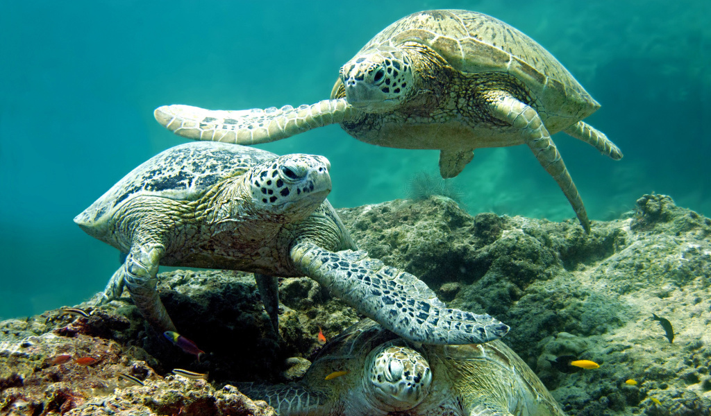 Sfondi Underwater Sea Turtle HD 1024x600