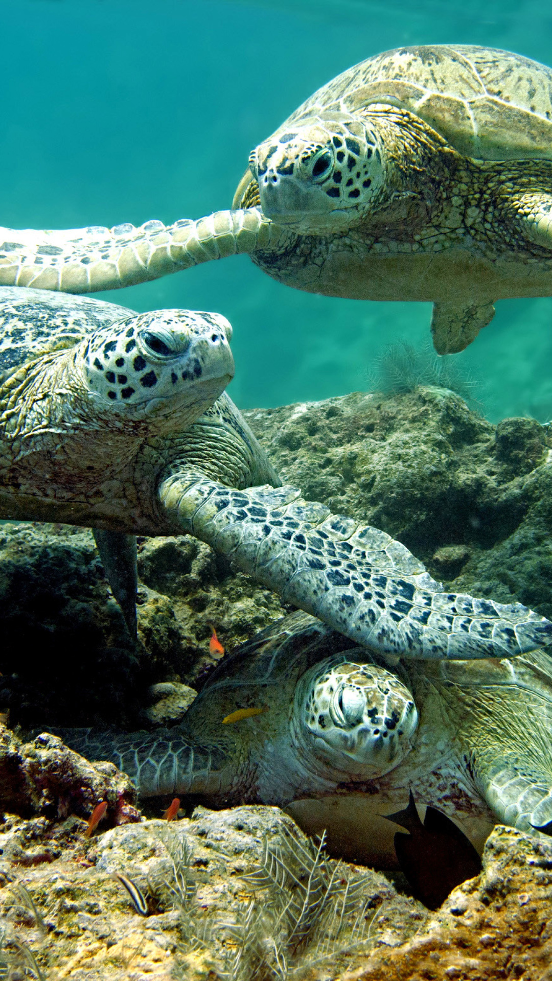 Sfondi Underwater Sea Turtle HD 1080x1920