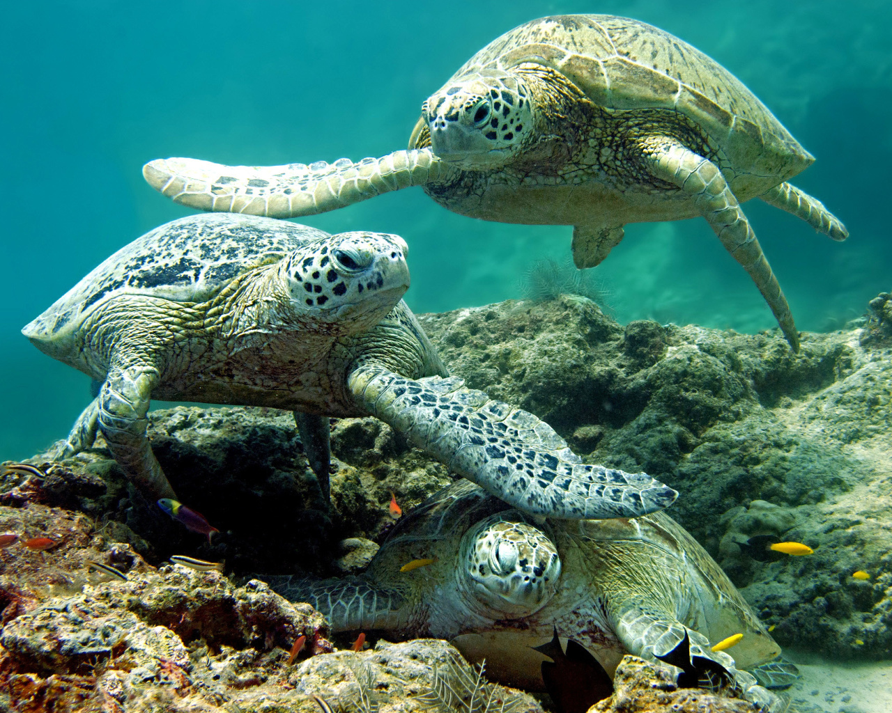 Das Underwater Sea Turtle HD Wallpaper 1280x1024