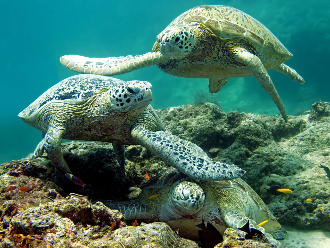 Underwater Sea Turtle HD wallpaper 1280x960