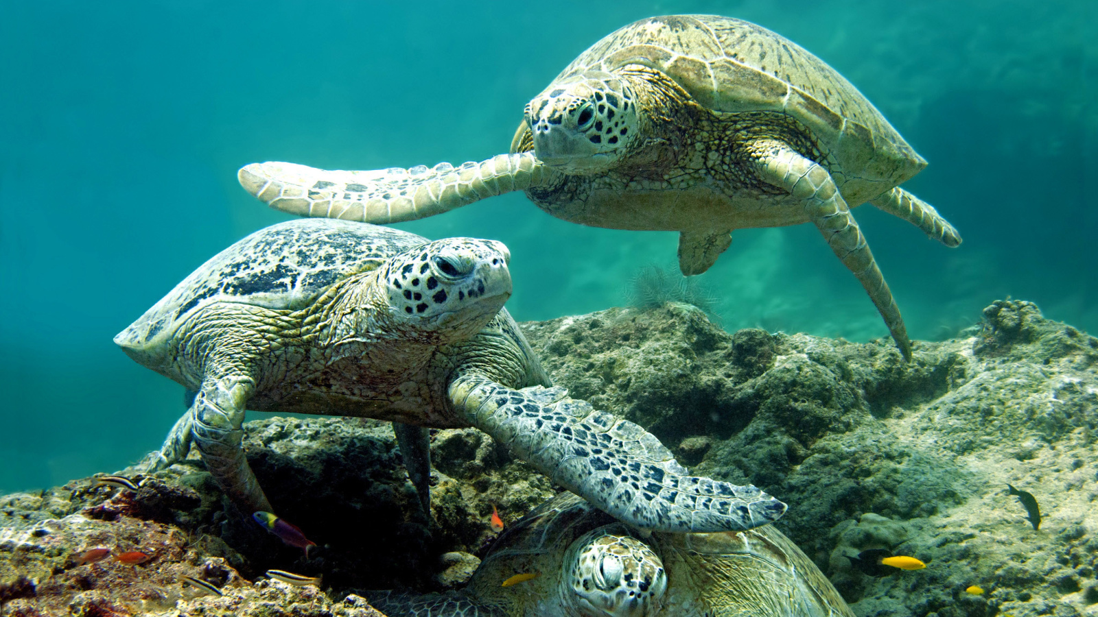 Underwater Sea Turtle HD screenshot #1 1600x900