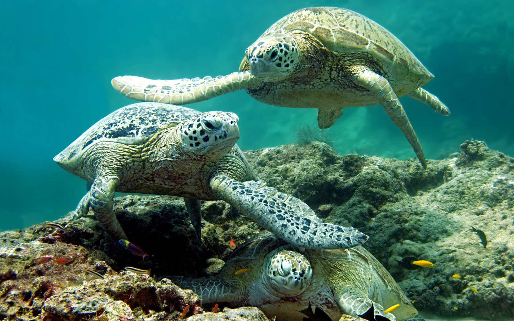 Fondo de pantalla Underwater Sea Turtle HD 1680x1050