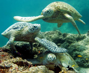 Обои Underwater Sea Turtle HD 176x144