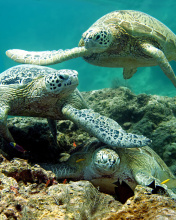 Underwater Sea Turtle HD wallpaper 176x220