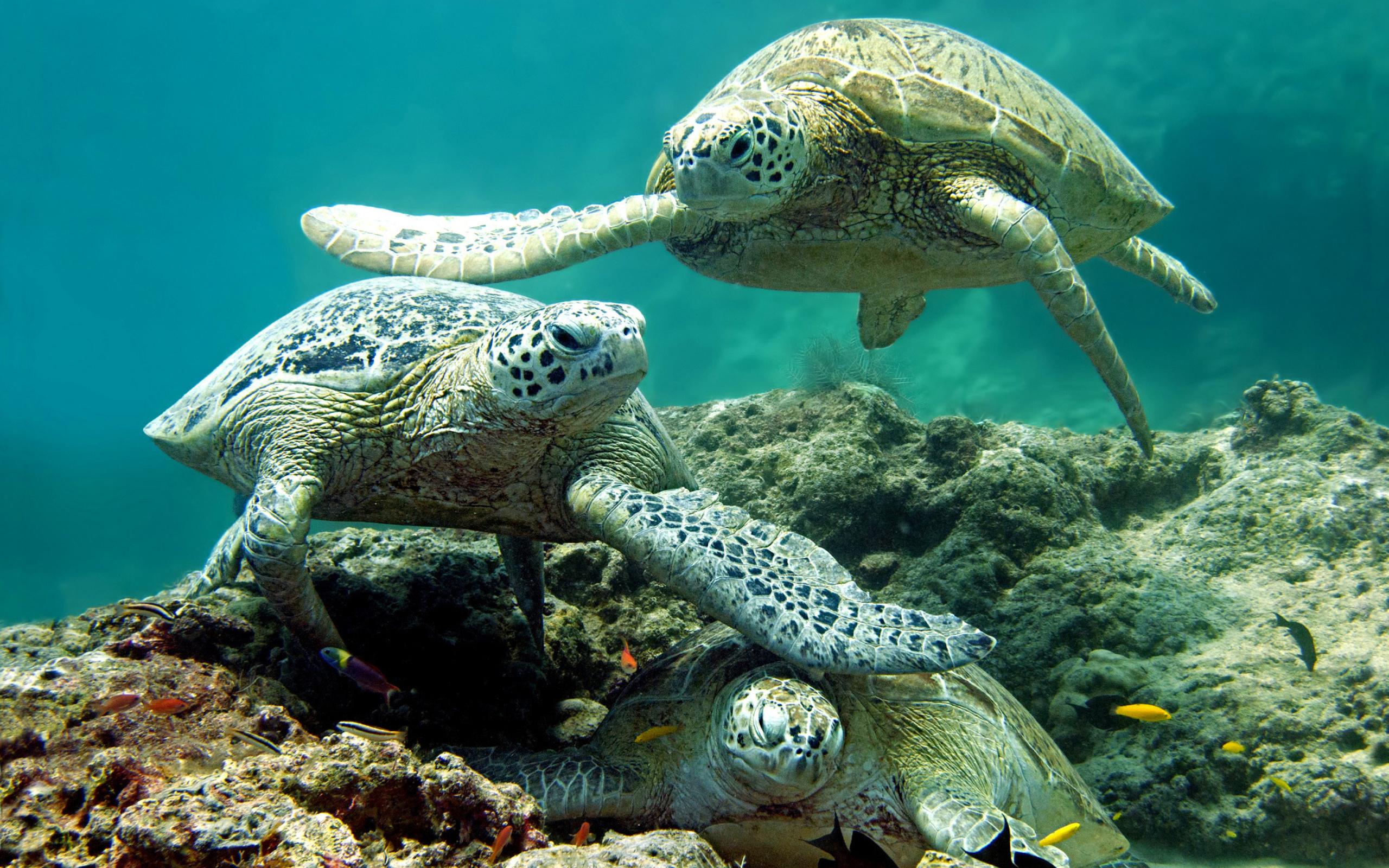 Underwater Sea Turtle HD screenshot #1 2560x1600