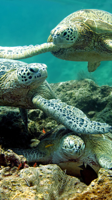 Underwater Sea Turtle HD wallpaper 360x640
