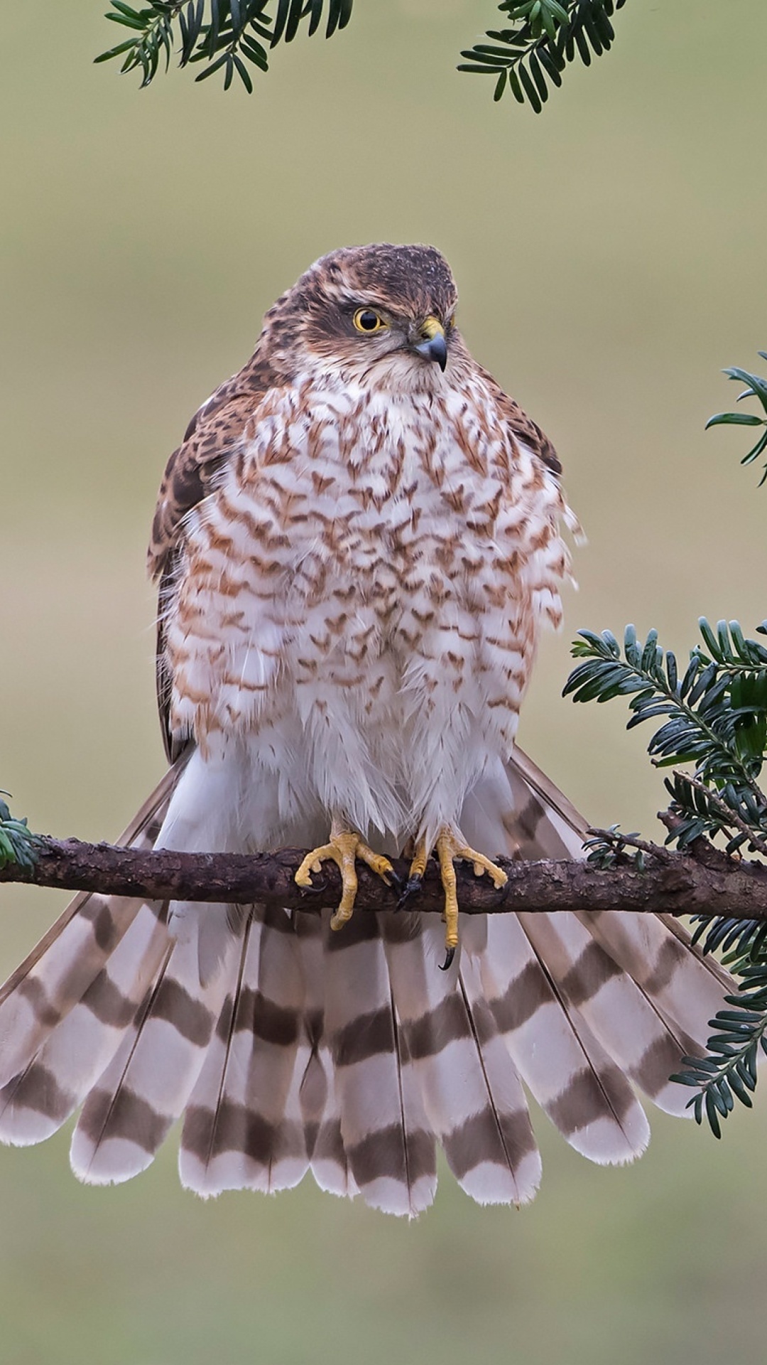 Sfondi Hawk, Sparrowhawk 1080x1920