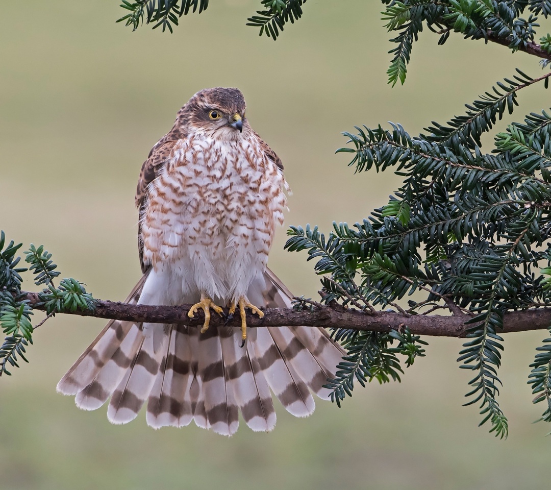 Sfondi Hawk, Sparrowhawk 1080x960