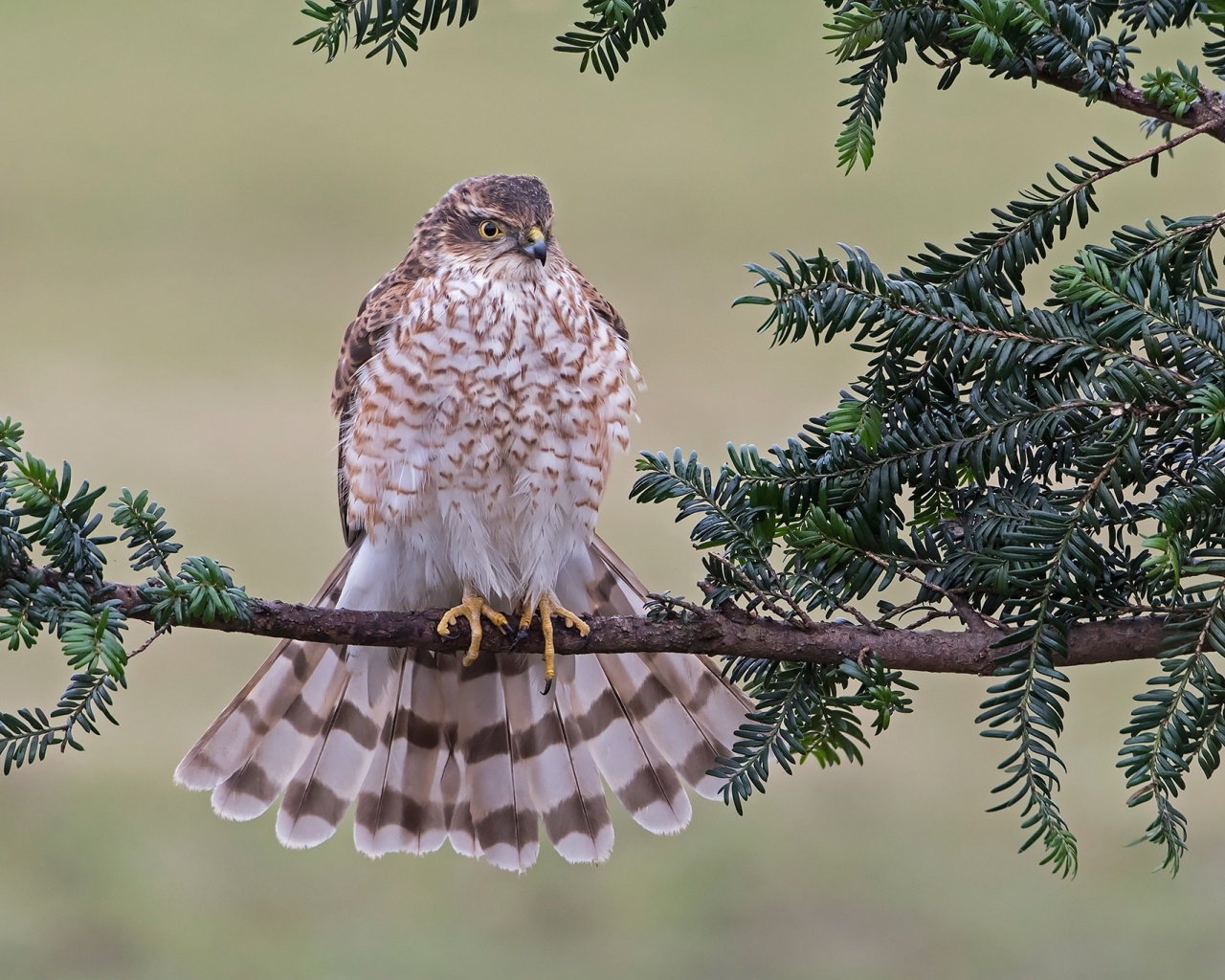 Обои Hawk, Sparrowhawk 1280x1024