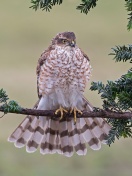 Sfondi Hawk, Sparrowhawk 132x176