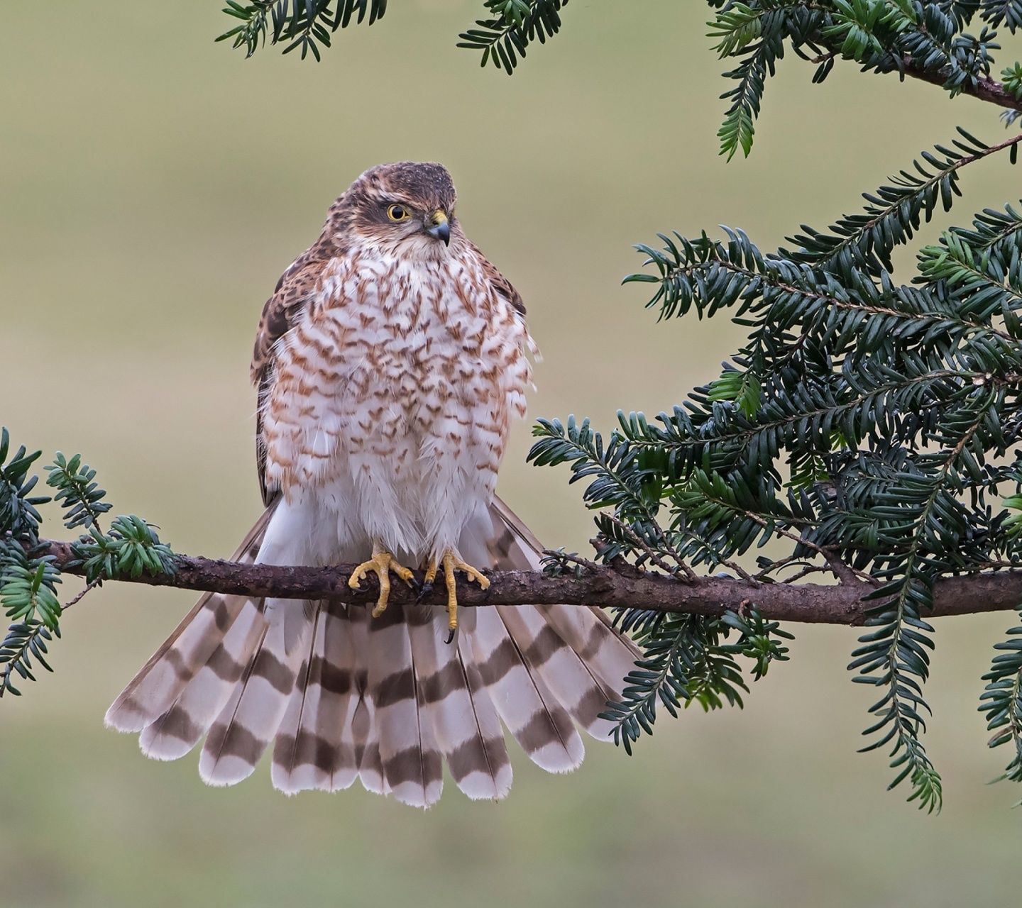 Fondo de pantalla Hawk, Sparrowhawk 1440x1280