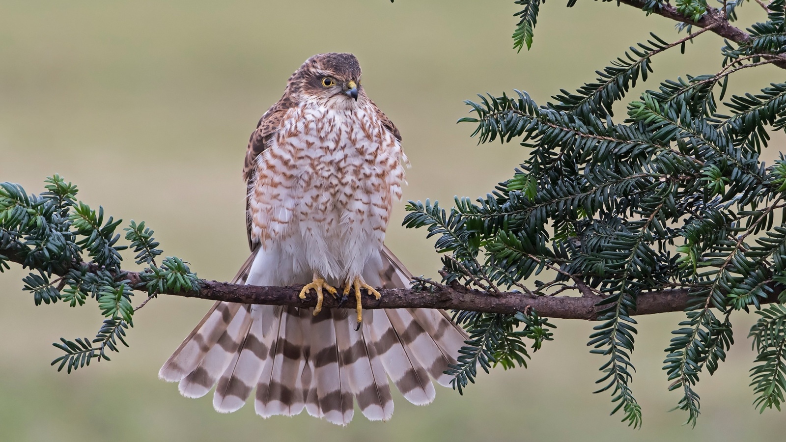 Das Hawk, Sparrowhawk Wallpaper 1600x900