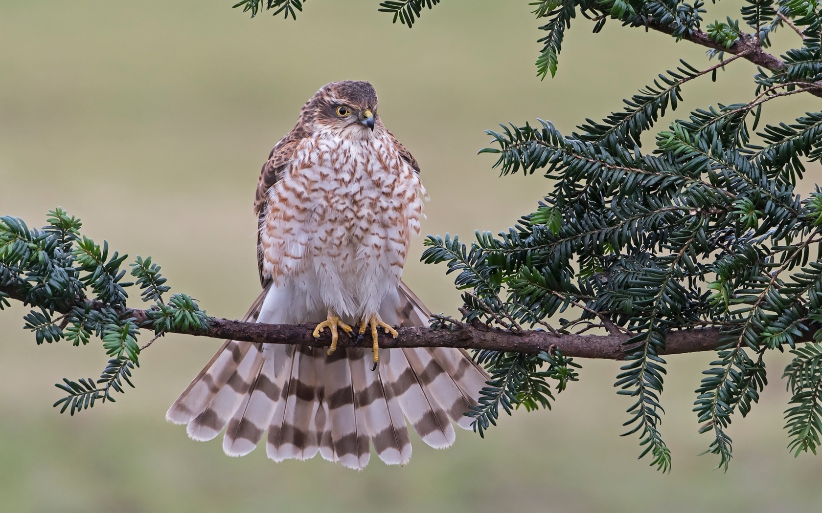 Sfondi Hawk, Sparrowhawk 1680x1050