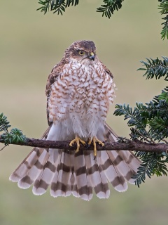 Das Hawk, Sparrowhawk Wallpaper 240x320