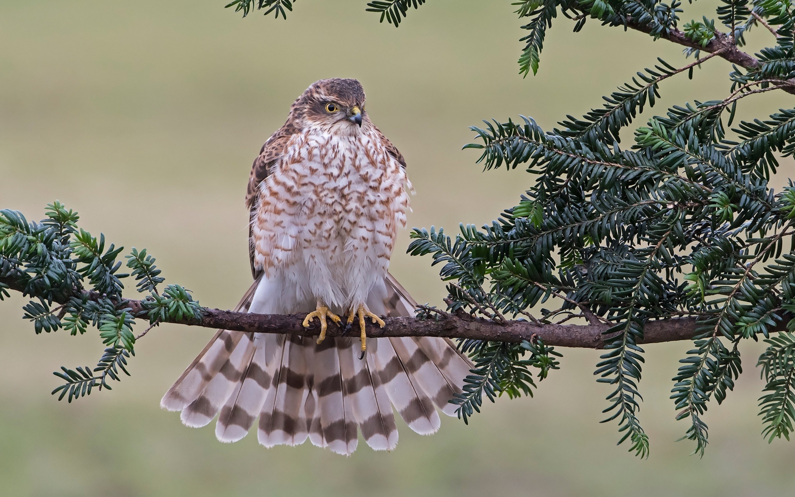 Fondo de pantalla Hawk, Sparrowhawk 2560x1600