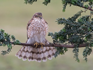 Das Hawk, Sparrowhawk Wallpaper 320x240