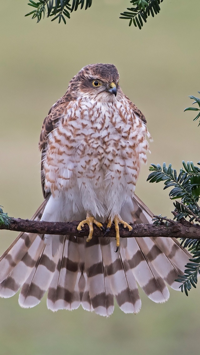 Обои Hawk, Sparrowhawk 640x1136