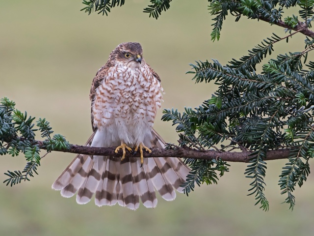 Das Hawk, Sparrowhawk Wallpaper 640x480