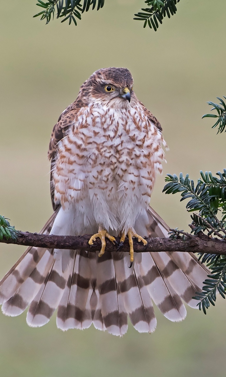 Hawk, Sparrowhawk wallpaper 768x1280