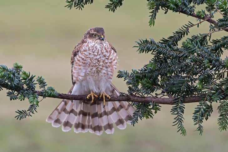 Sfondi Hawk, Sparrowhawk