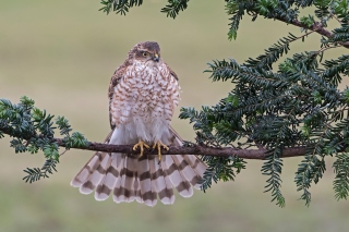 Hawk, Sparrowhawk Picture for Android, iPhone and iPad
