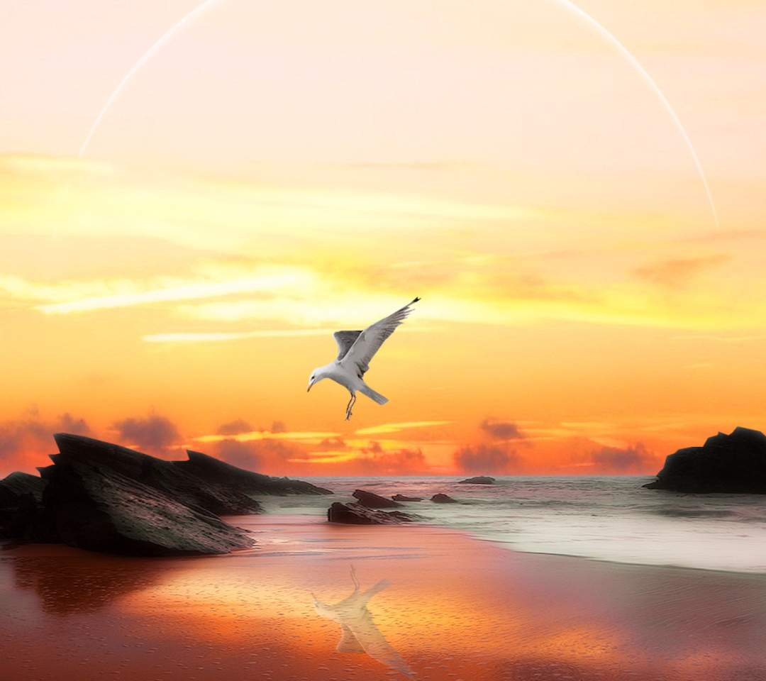 Обои Seagull At Sunset 1080x960