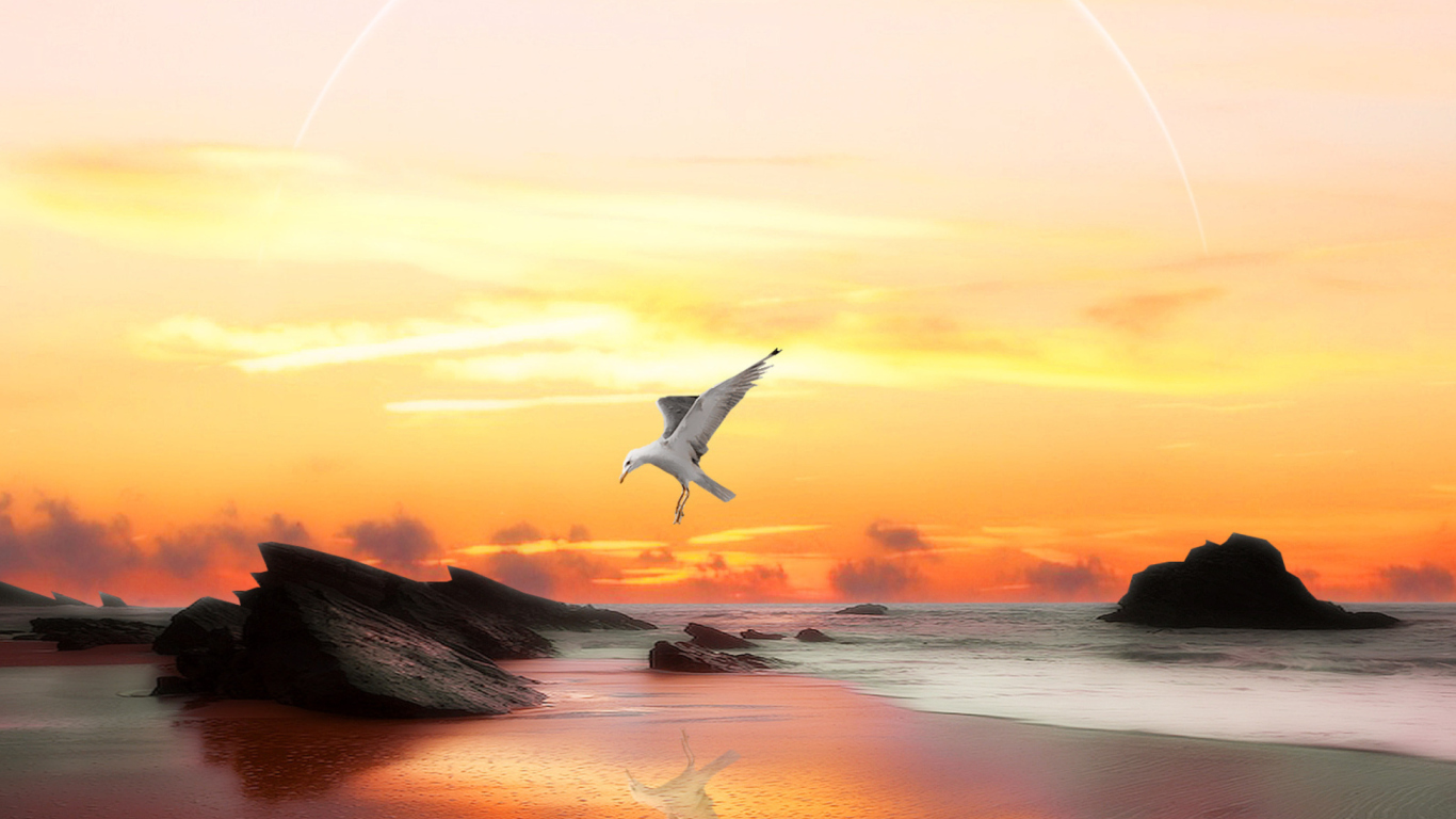 Fondo de pantalla Seagull At Sunset 1366x768