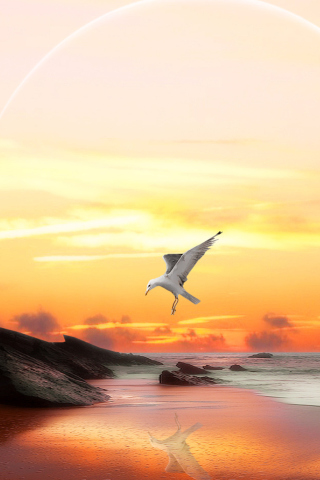 Screenshot №1 pro téma Seagull At Sunset 320x480