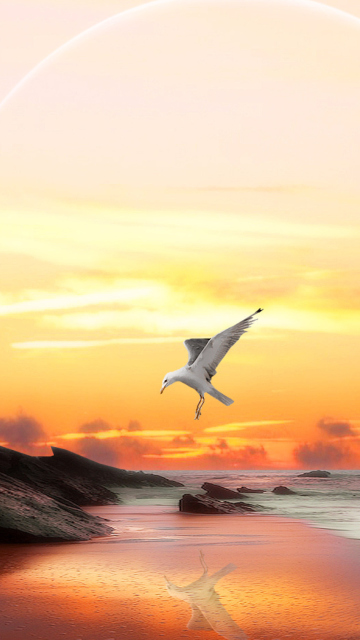 Das Seagull At Sunset Wallpaper 360x640