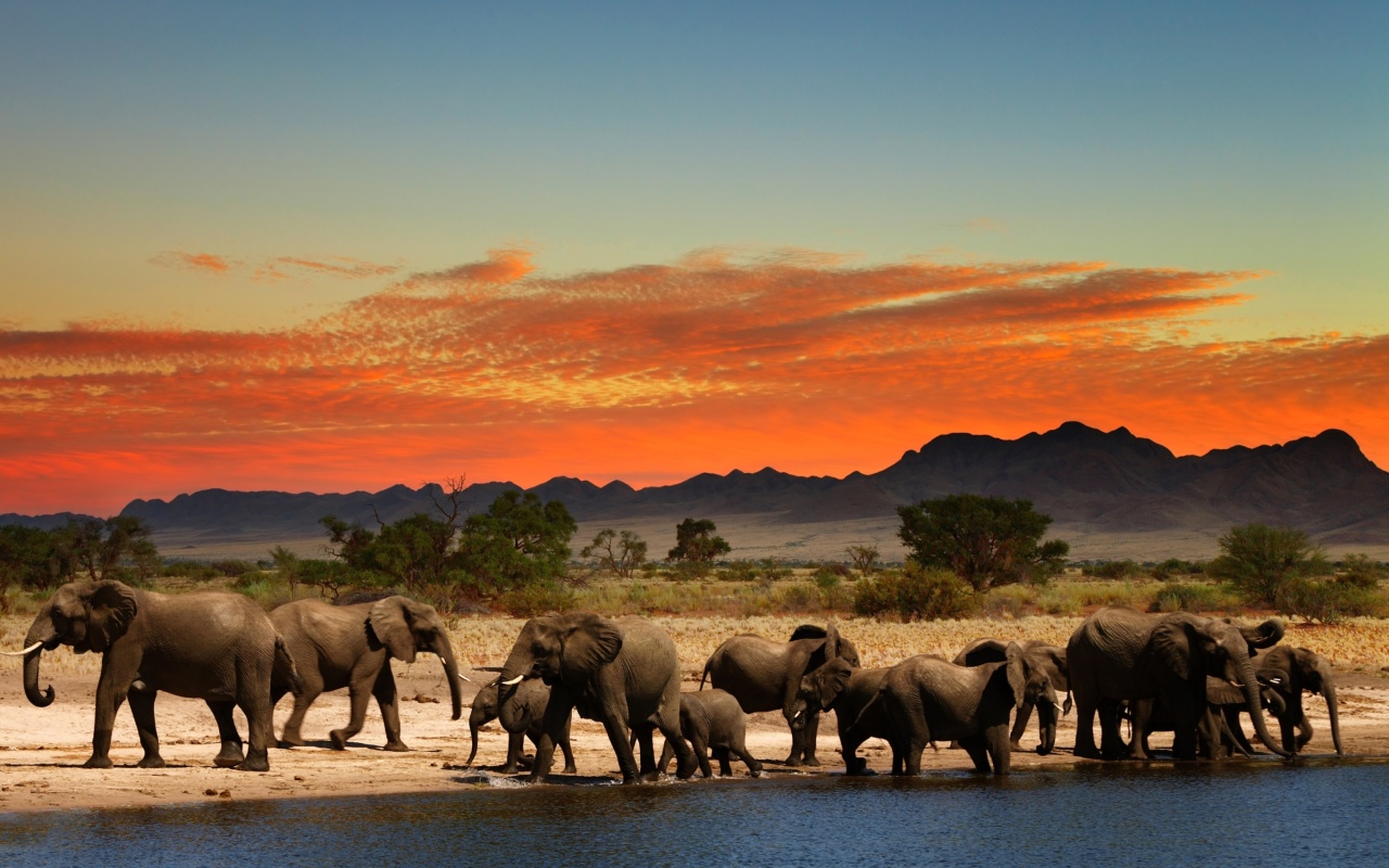 Fondo de pantalla Herd of elephants Safari 1280x800