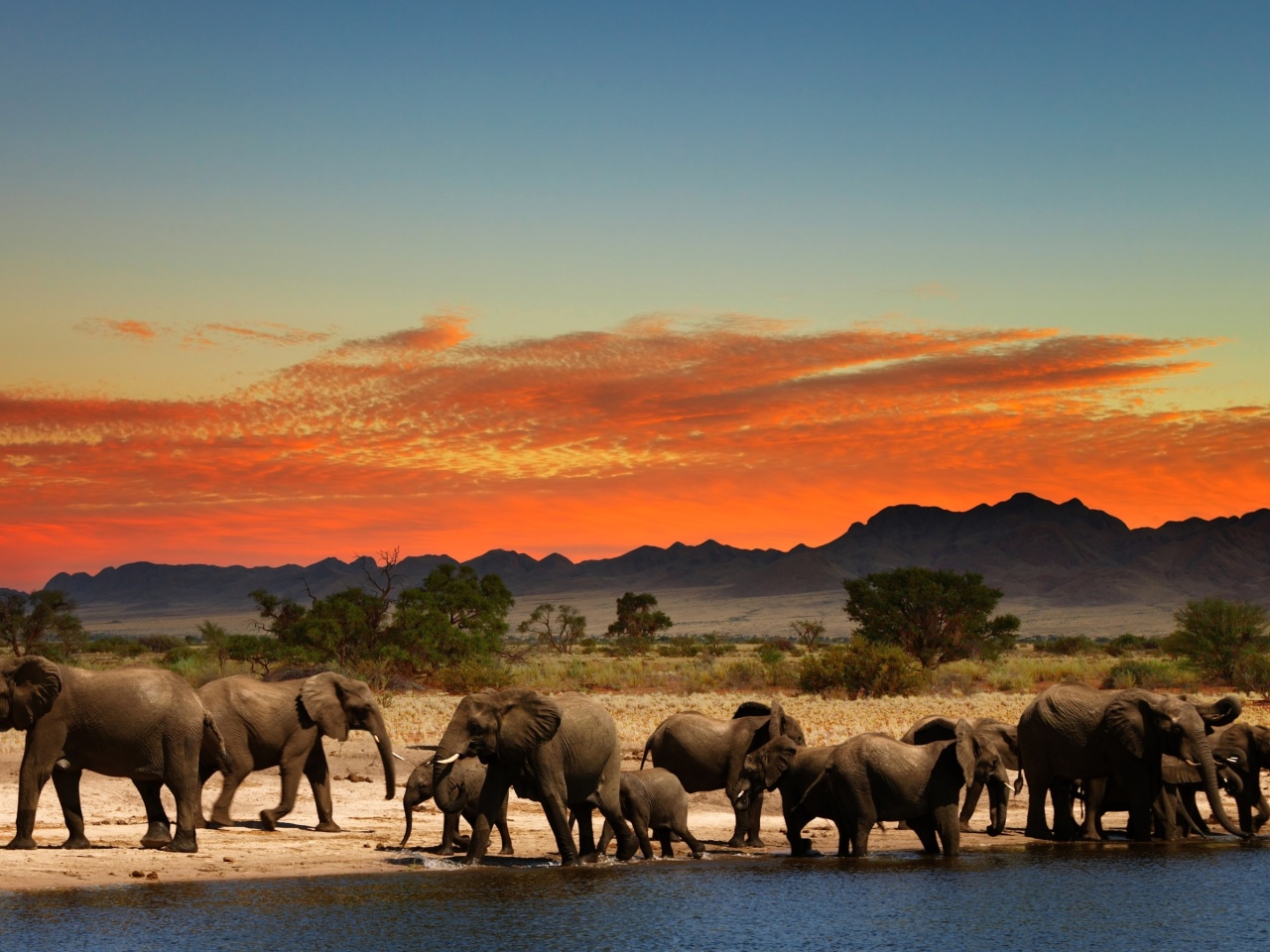 Обои Herd of elephants Safari 1280x960