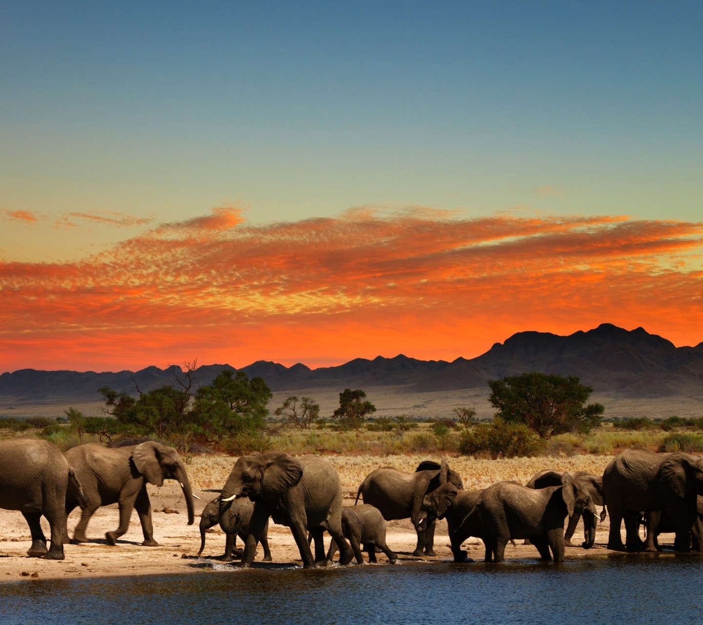 Обои Herd of elephants Safari 1440x1280