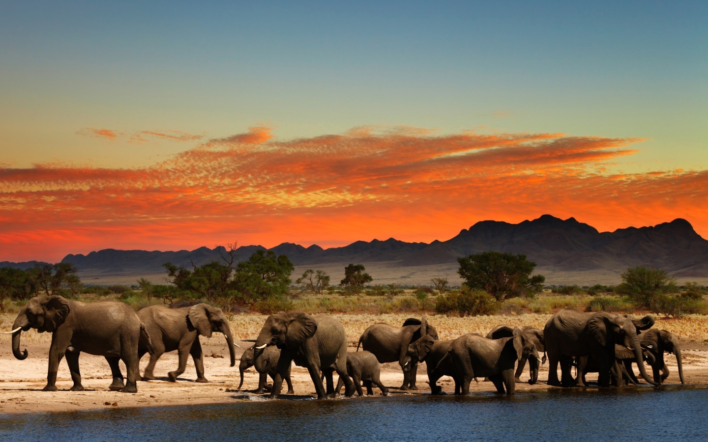 Fondo de pantalla Herd of elephants Safari 1440x900
