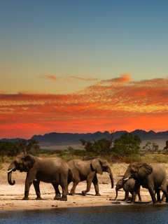 Обои Herd of elephants Safari 240x320