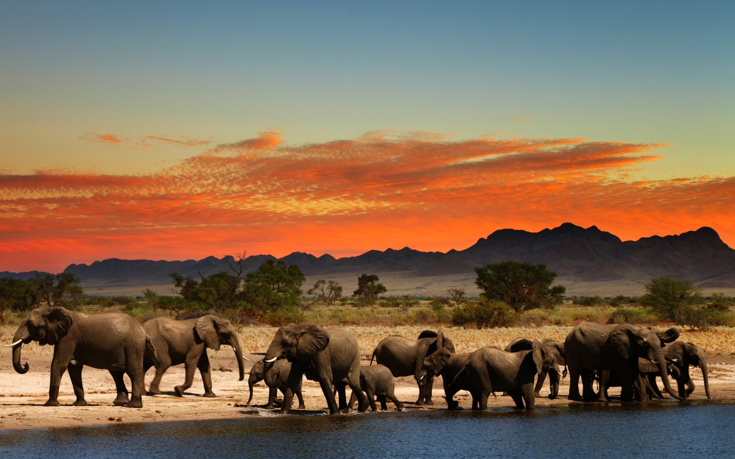 Обои Herd of elephants Safari 2560x1600