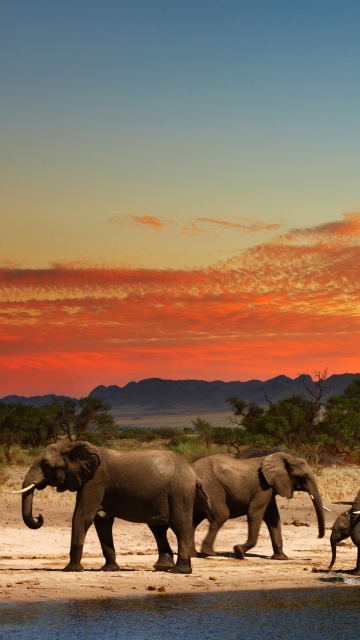 Fondo de pantalla Herd of elephants Safari 360x640