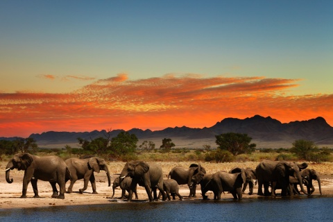 Fondo de pantalla Herd of elephants Safari 480x320
