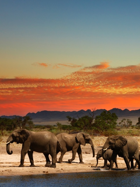 Обои Herd of elephants Safari 480x640