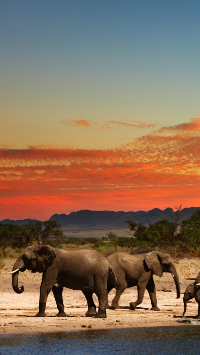 Herd of elephants Safari wallpaper 640x1136