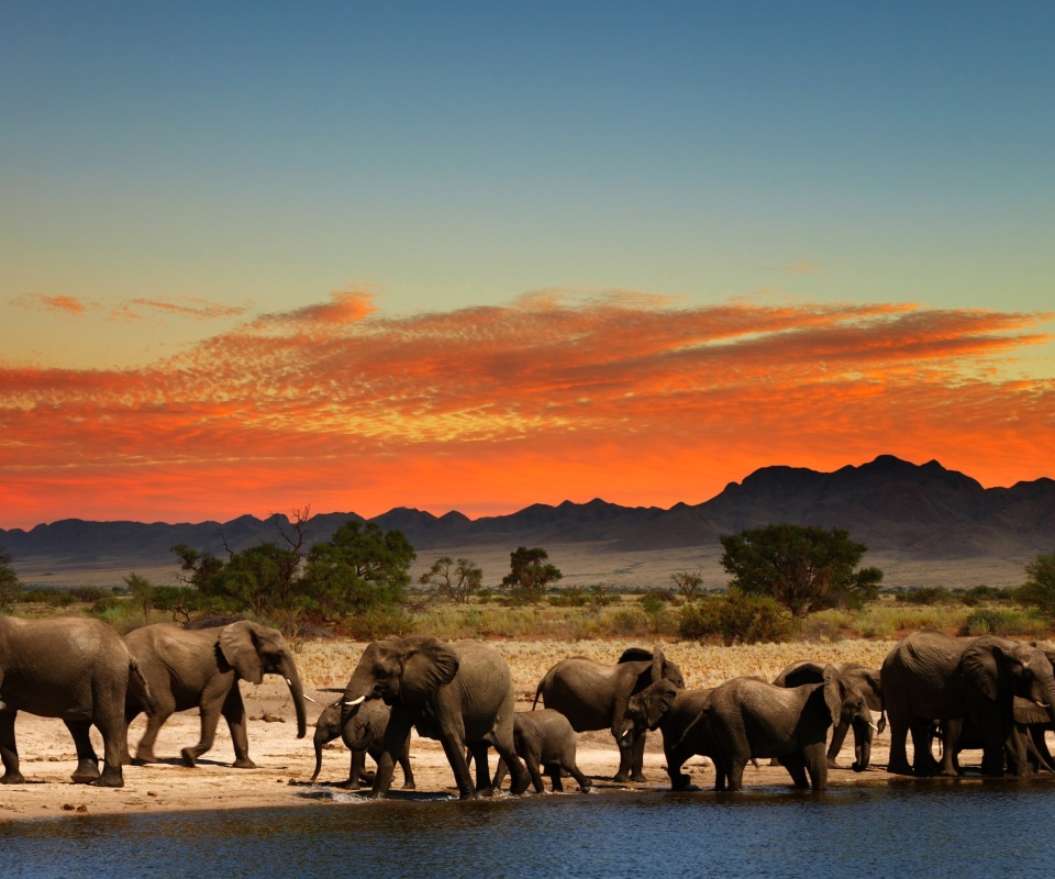 Обои Herd of elephants Safari 960x800