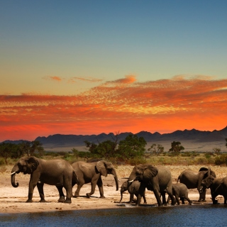 Kostenloses Herd of elephants Safari Wallpaper für 2048x2048