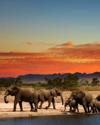 Herd of elephants Safari papel de parede para celular para Nokia 5233