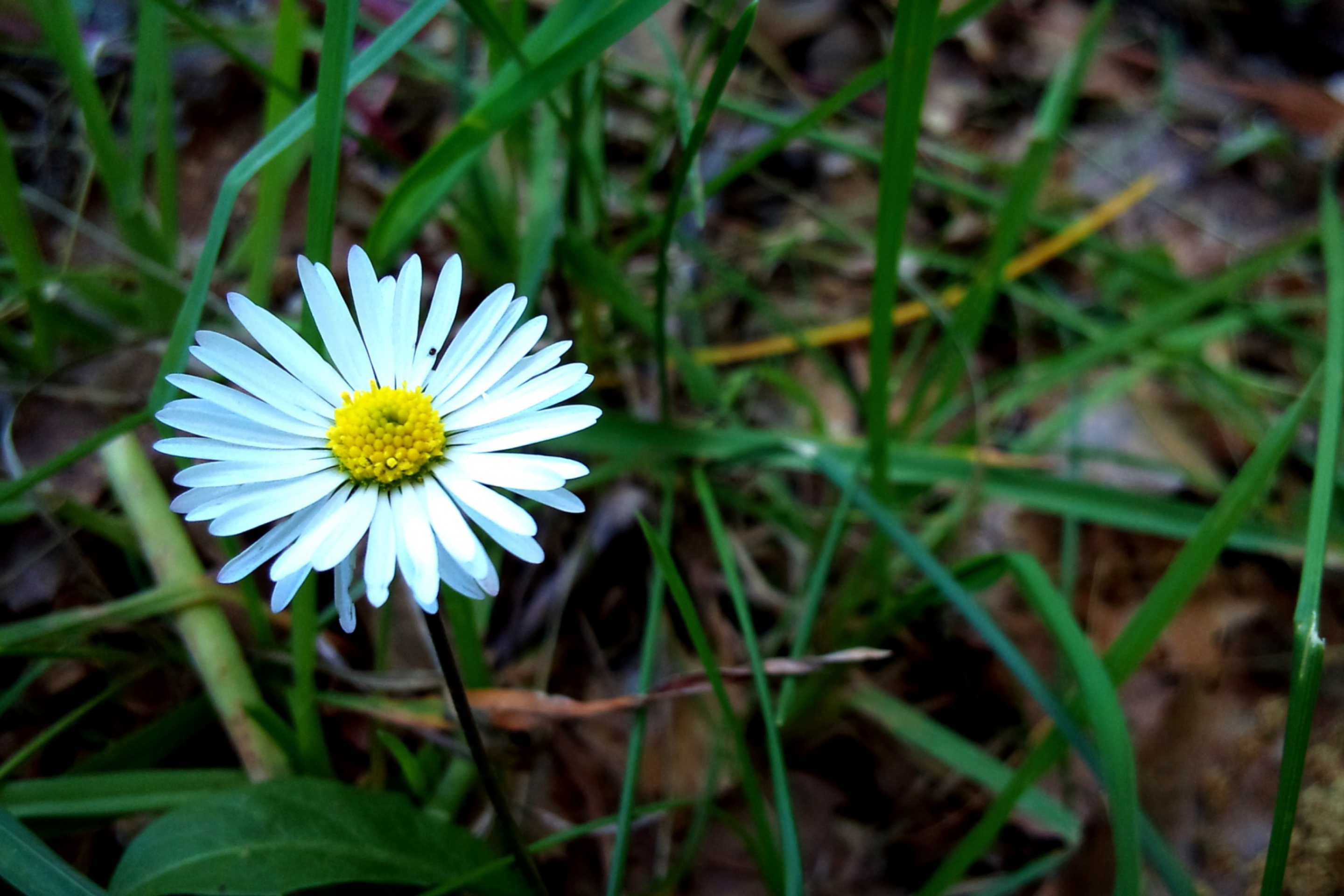 Fondo de pantalla Daisy 2880x1920