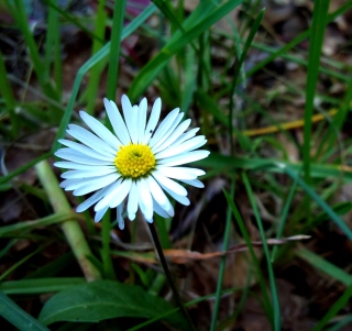 Free Daisy Picture for 128x128