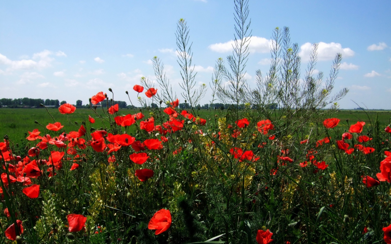 Screenshot №1 pro téma Red Poppies 1280x800