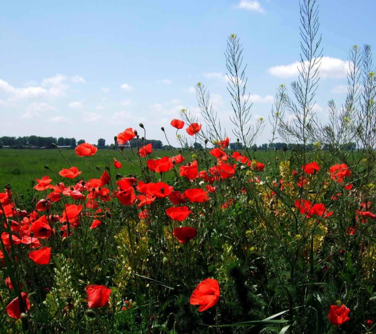 Screenshot №1 pro téma Red Poppies 1440x1280