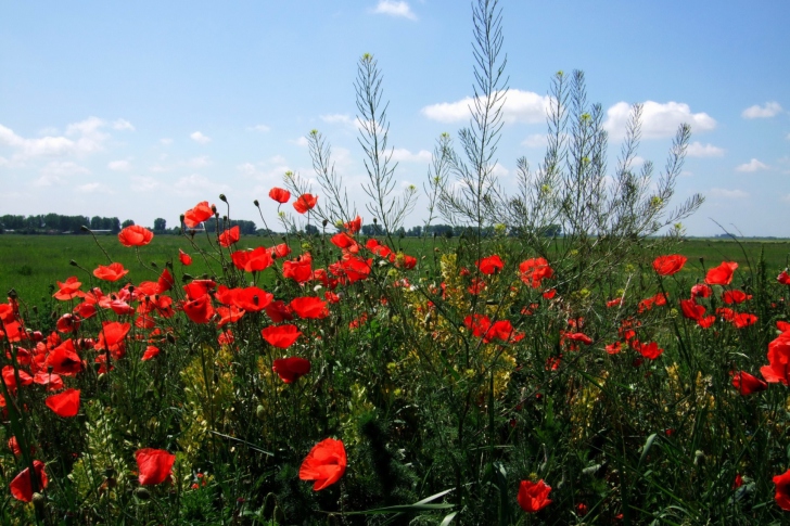 Screenshot №1 pro téma Red Poppies