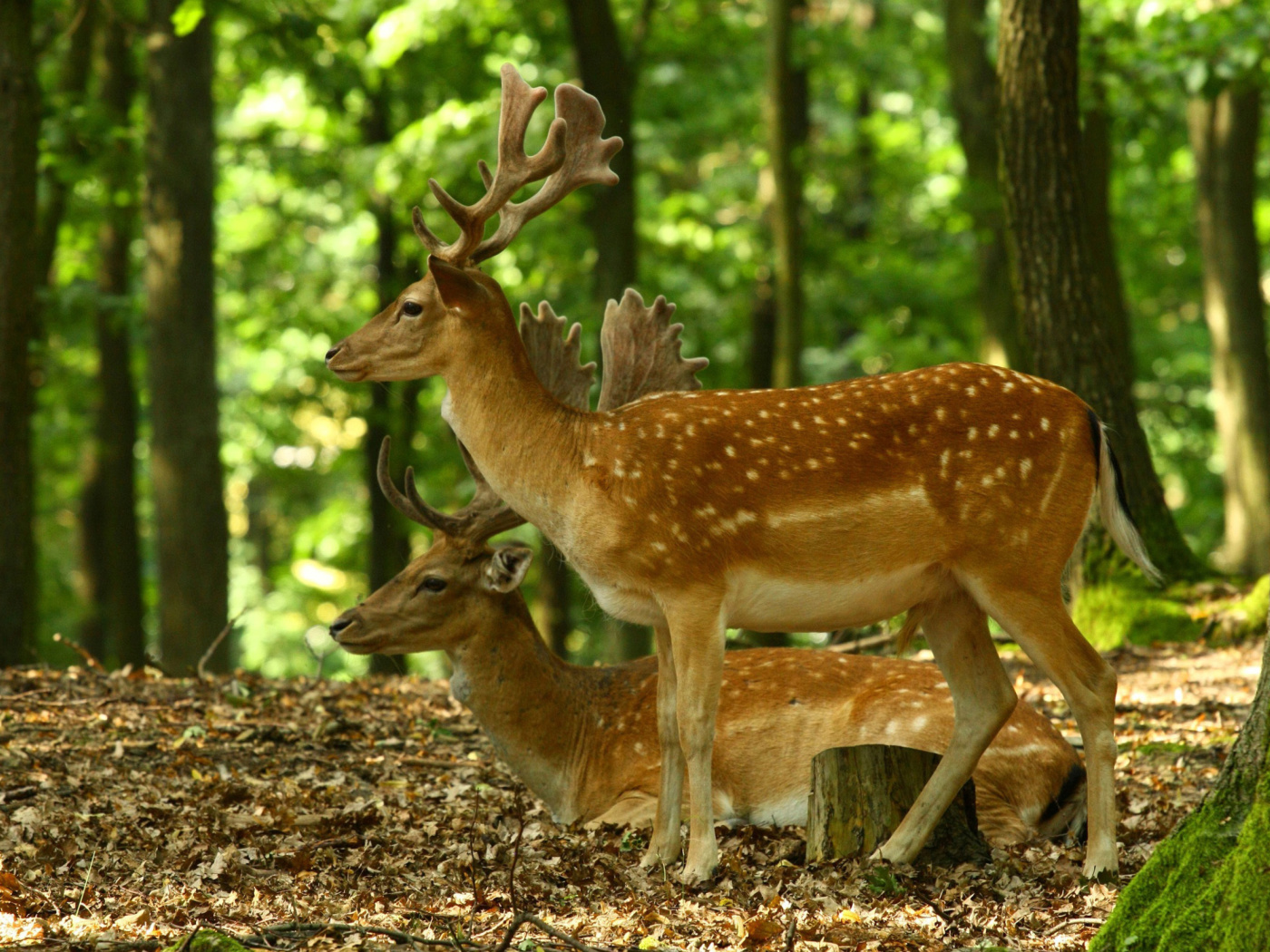 Sika Deer wallpaper 1400x1050