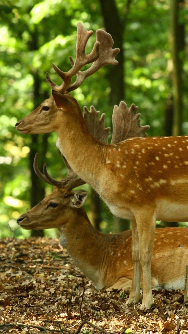 Sika Deer wallpaper 750x1334